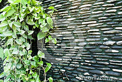 Dirty Wall with Devilâ€™s Ivy Stock Photo